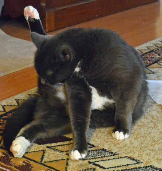 Every ladycat needs a good ole bum cleaning to get ready for a nap