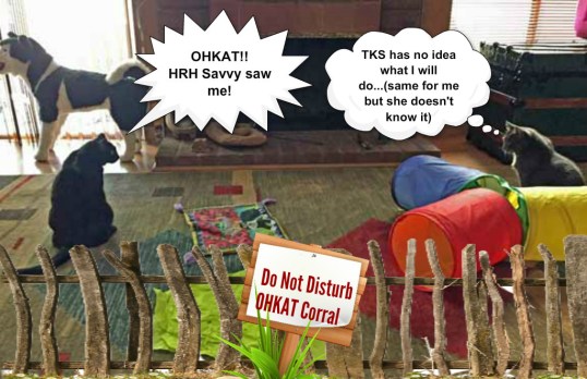 This corral is too smal