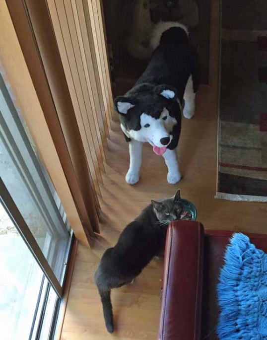 My bestest Sibe pal ever!