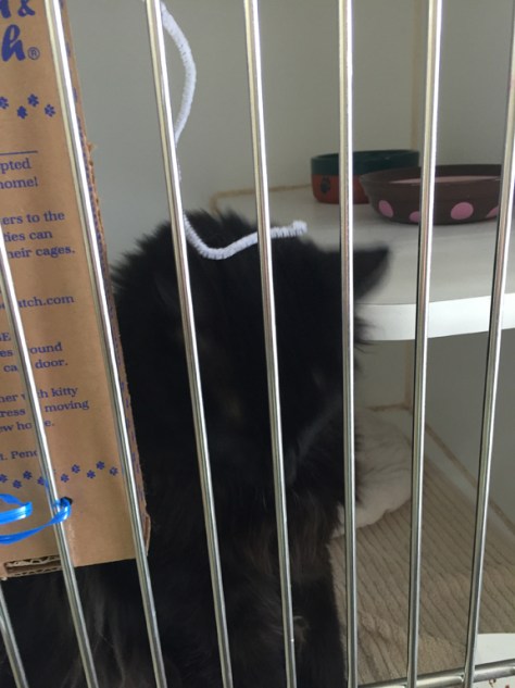 Totally in focus pic of the bars!