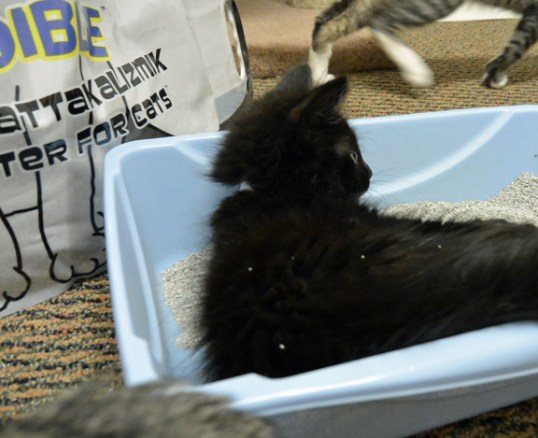 This is the best litter for rollin' around in ever!