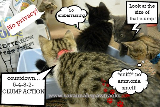 update community litter box 2