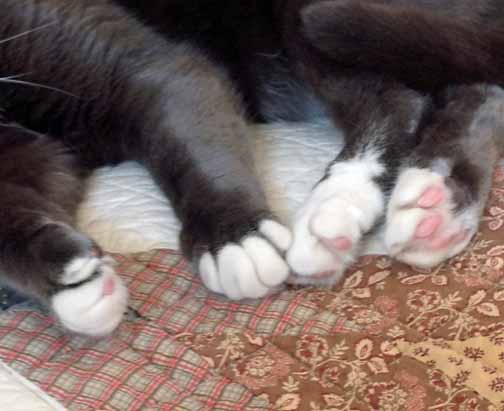 Check out my dainty white paws and pink pads