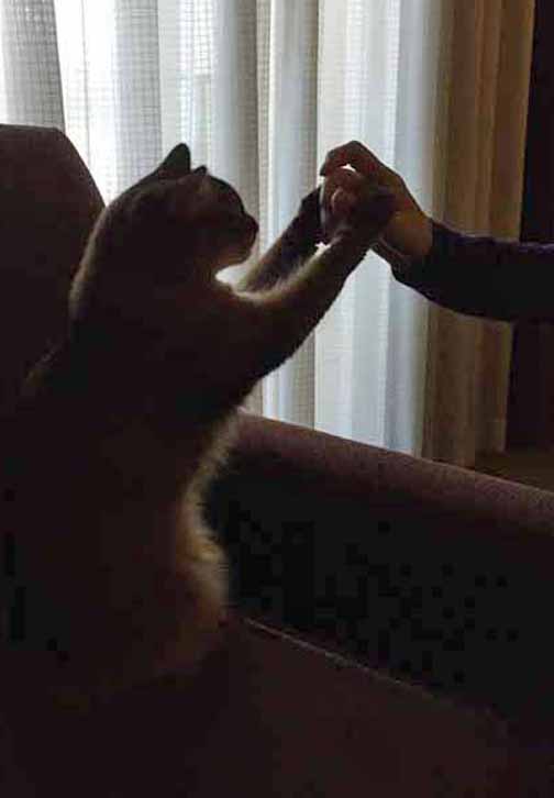 Summer and her human share a private high five