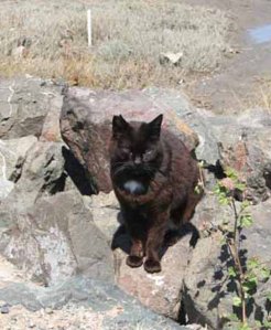 Hey guys, I am ready for my forever home!! 