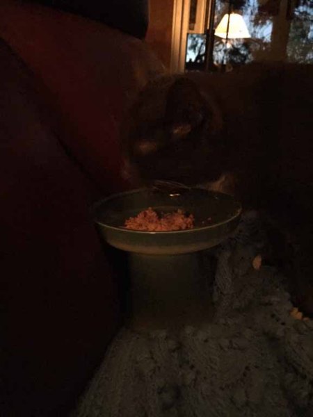 HRH Savvy eating a yummy raw dinner