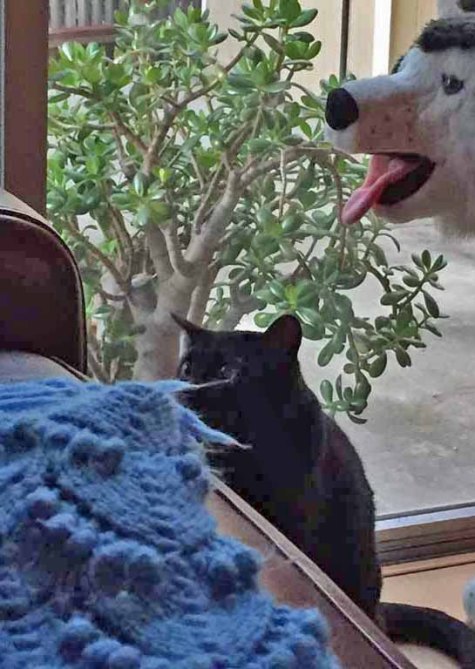 I spy with my own little eyes...HRH Nana aka Savvy