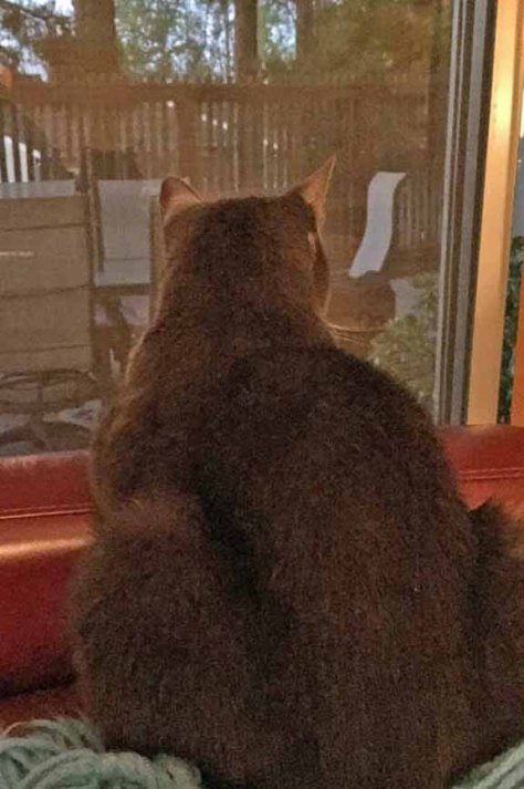 Early evening bird TV channel