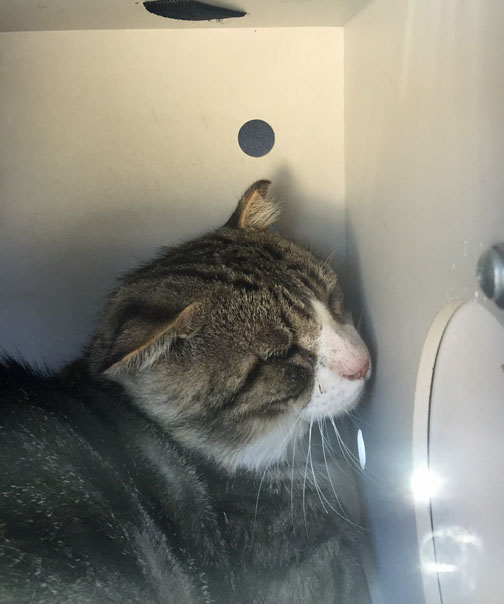 Ok lady. I can see you. Now get me outta this tiny den!