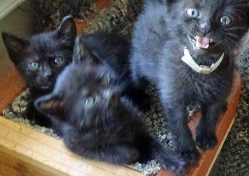 Where's my kitten milk??!!