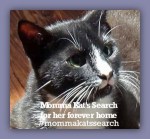 Momma kats search badge
