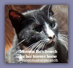 Momma kats search badge