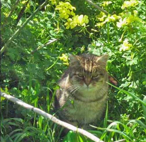 Always shy, but she does have another cat coming around to dine with her. And yes, he is neutered