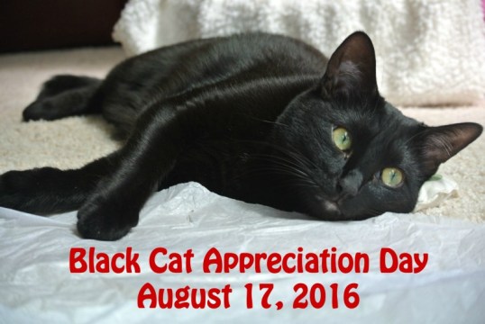 black cat appreciation day 2016