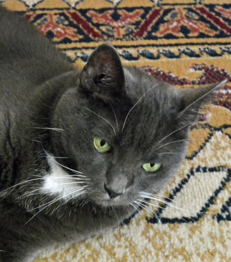 I have reached my ten thousand steps!! YAY!!!