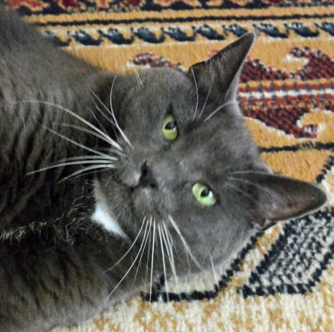 Come on feather, I have my forty second wind now!