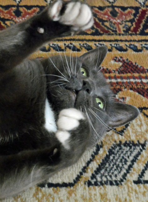 Got'cha now sneaky feather!