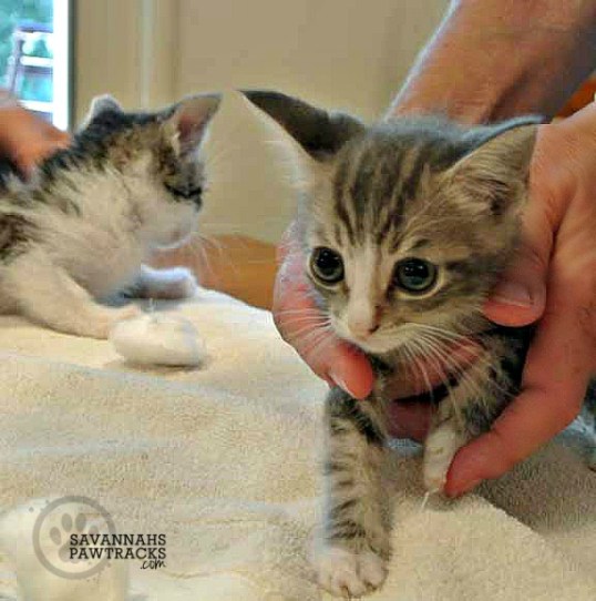 Just check out my brofur, leave me be, ok?