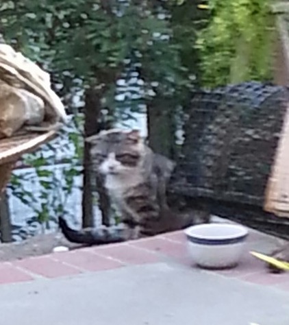 My Tomcat waiting for dinner