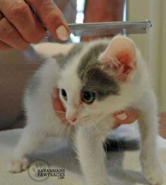 I don't have fleas! Ummm...maybe one or two?