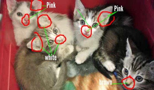 Notice the lack of color in the one kitten
