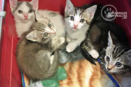 Oh hi! What'cha doin' up there?