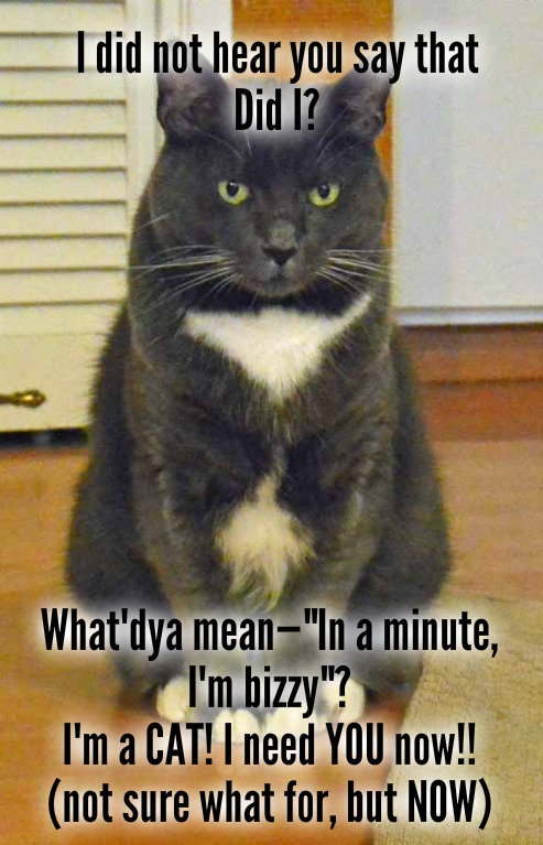 Savvy not liking Im bizzy