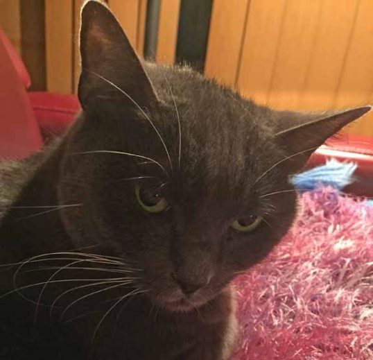 My green eyes aren't visible but at least I now have whiskers