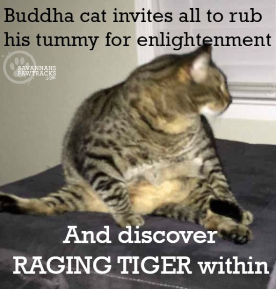 buddha-cat-invites