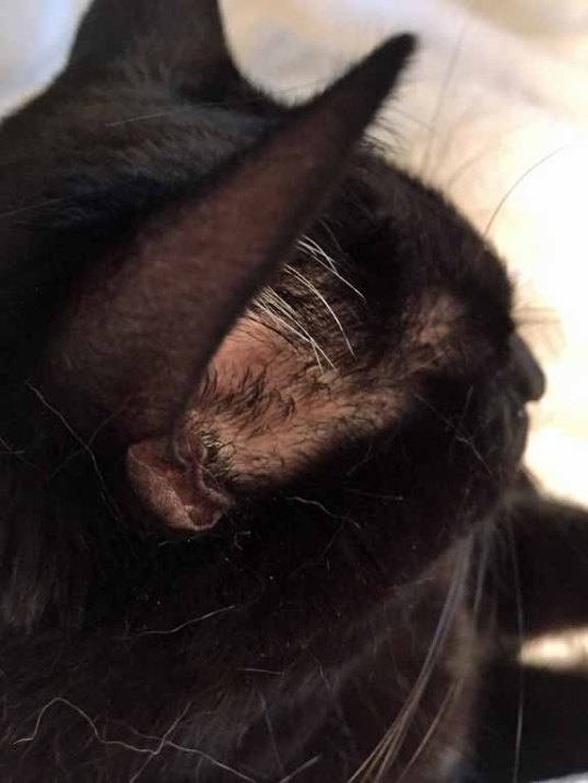 TKS' white furs are showing for all to see