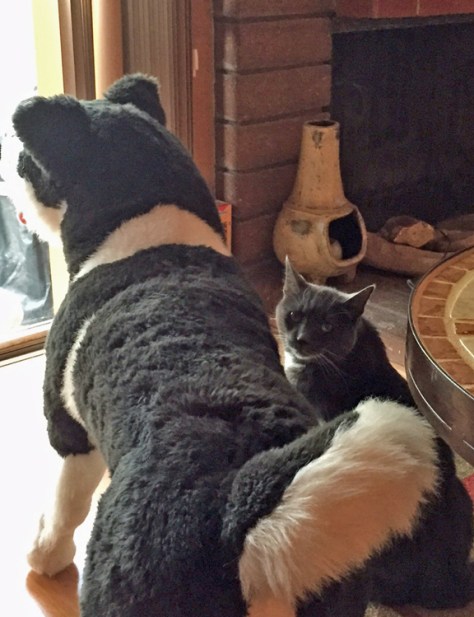 Oh hi Mom L. I'm just doin patio guard duty with Nanuk