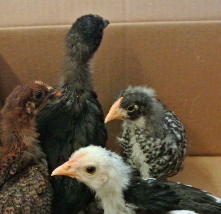 Too ugly and difficult to keep