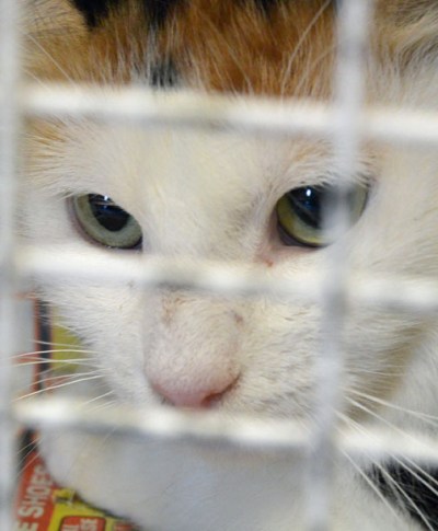 A warm bed would be really nice