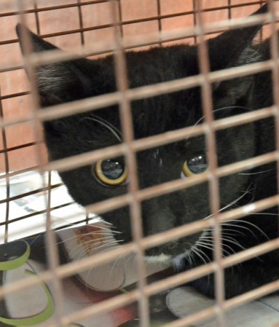 I wish I could have a home