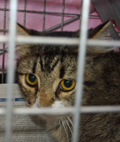 Did I do something to make humans dislike me?