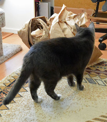 YAY! Chewy packaging