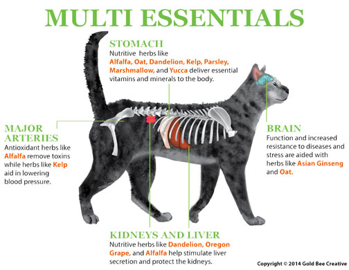 graphic-for-multi-essentials-s