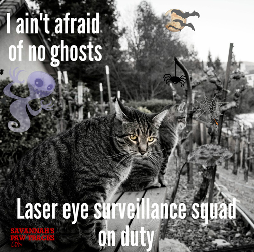 Hum Vee Says NO to ghosts