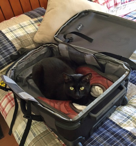 Scrunch down low, no purring, look like Dad P's sweatshirt