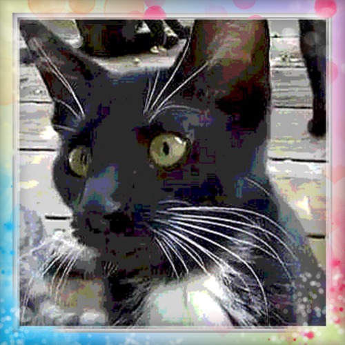 Check out my whiskers