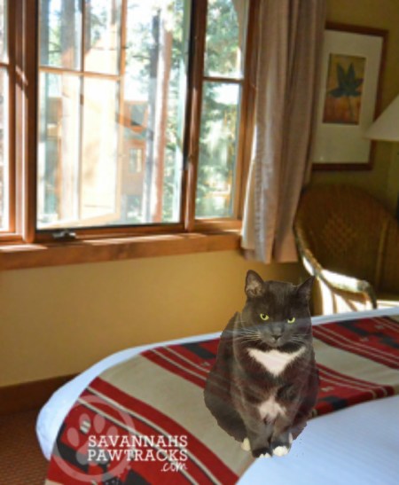 Nice bed, warm blankie...think I will stay