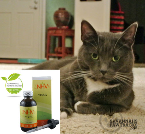 savvy-yucca-girl-sized