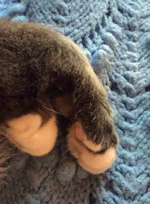 Front toesies and pink pads