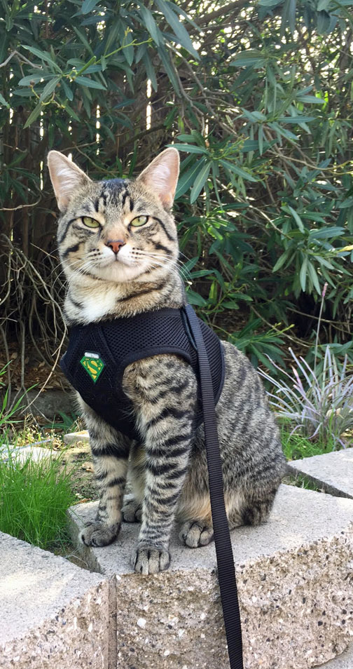 One more photo of Super Cat