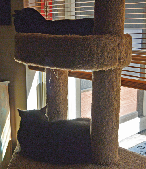 Yes, we do occasionally share snooze space