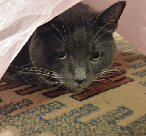 Is it better if I have my whole head showing or is missing an ear OK?