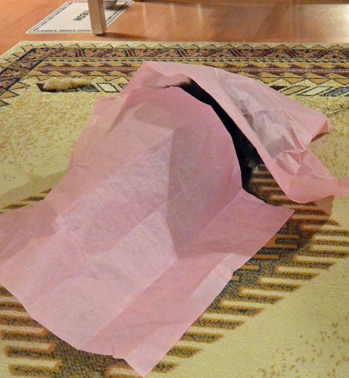 Can you even tell I am under this pink turtle shell??