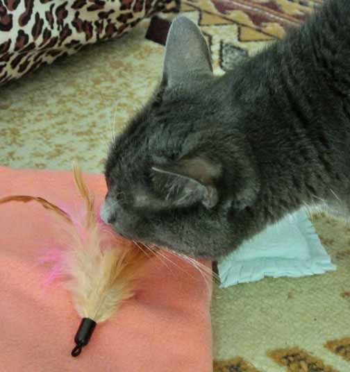 I like the smell of these feather and this blankie