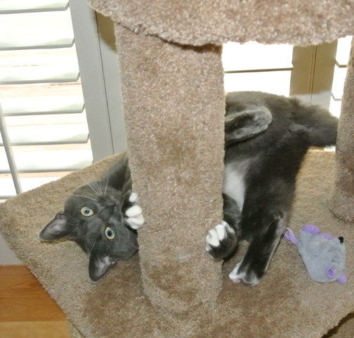 I am rockin' this acrobatic stuff