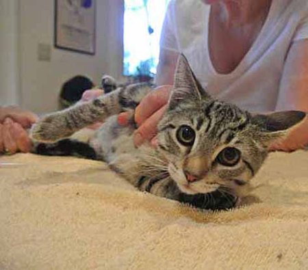 Come on guys, give a cat some help